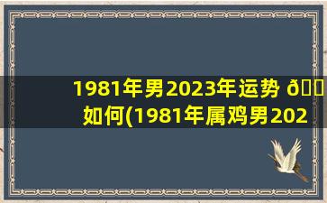1981年男2023年运势 🌴 如何(1981年属鸡男2023年运势和婚姻)